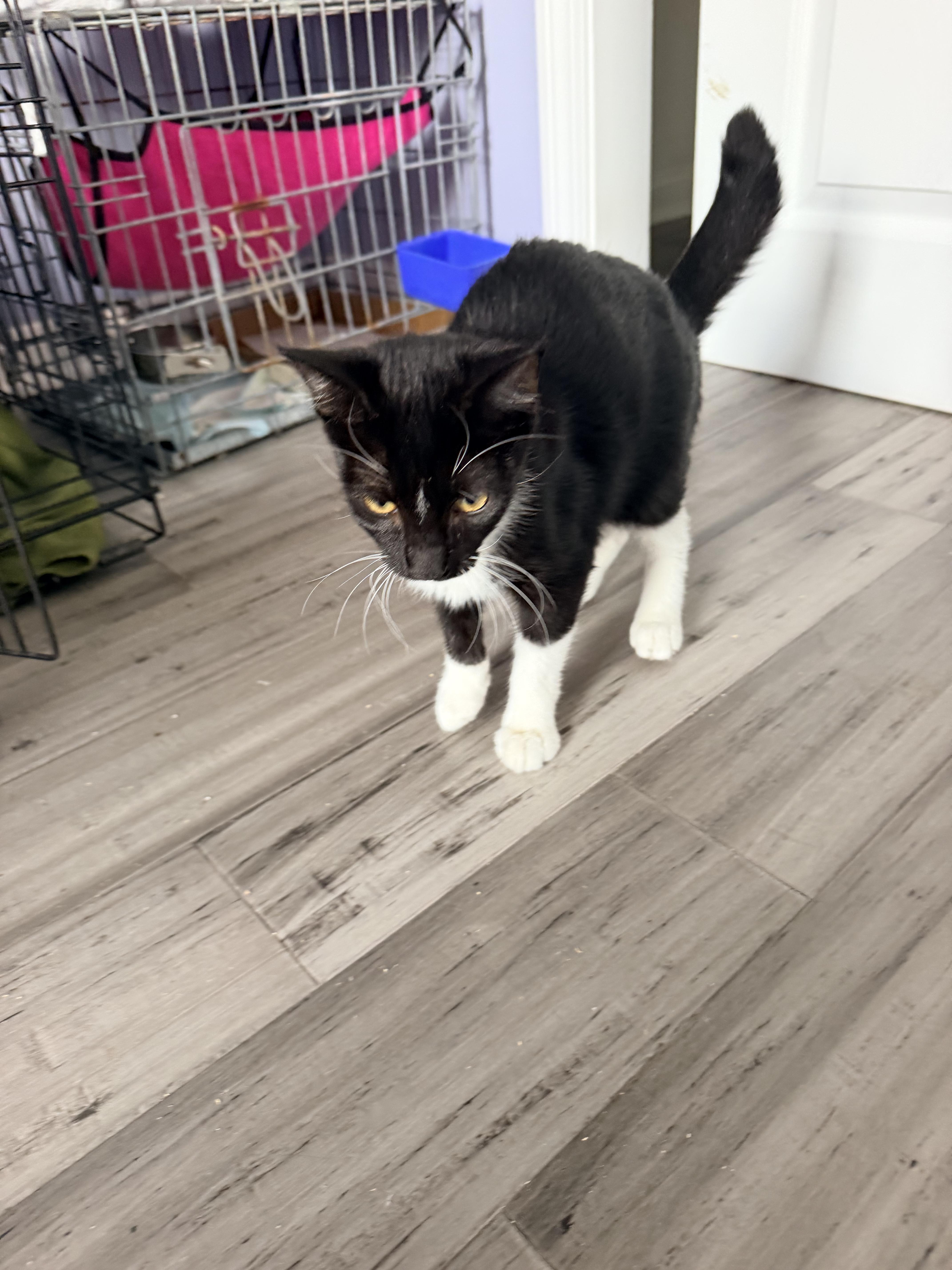 A baby small-sized male Domestic Short Hair cat named Trooper for adoption in Shrewsbury, MA