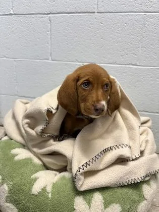 Sterling thumbnail 2