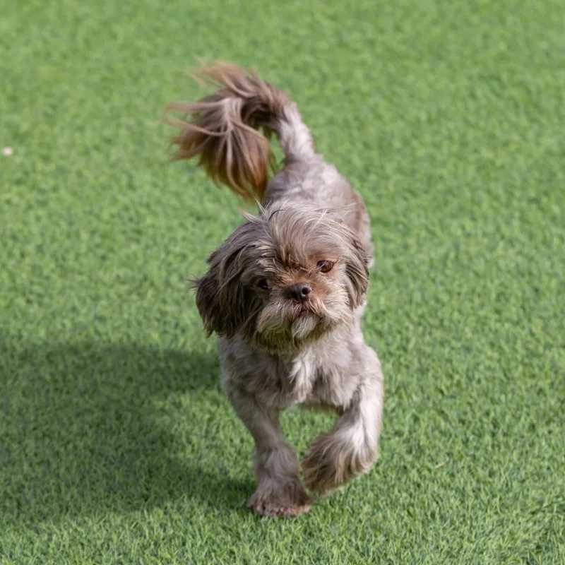 Tamarack thumbnail 4