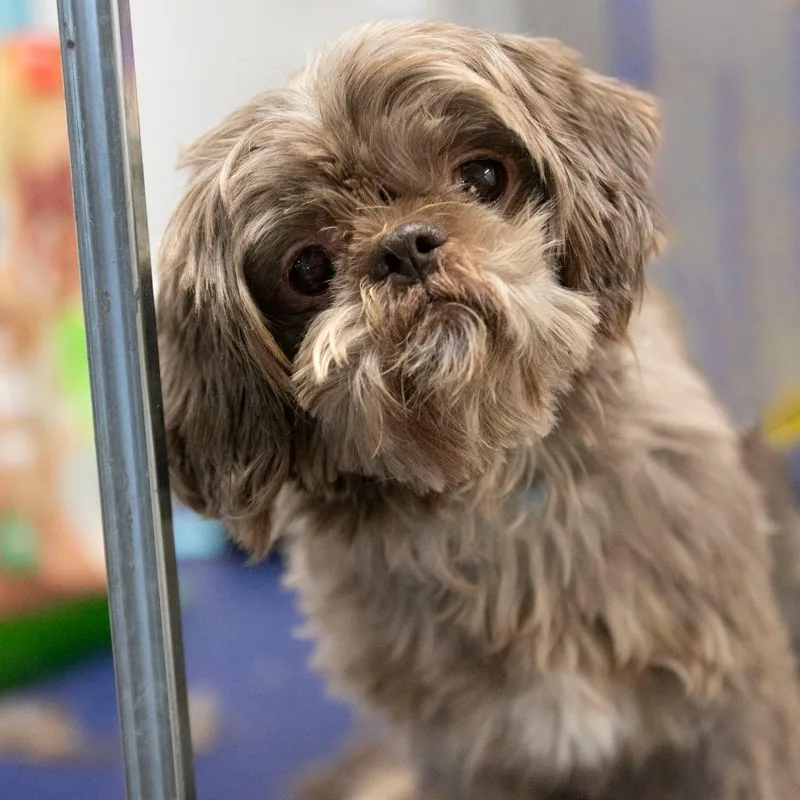 Tamarack thumbnail 5