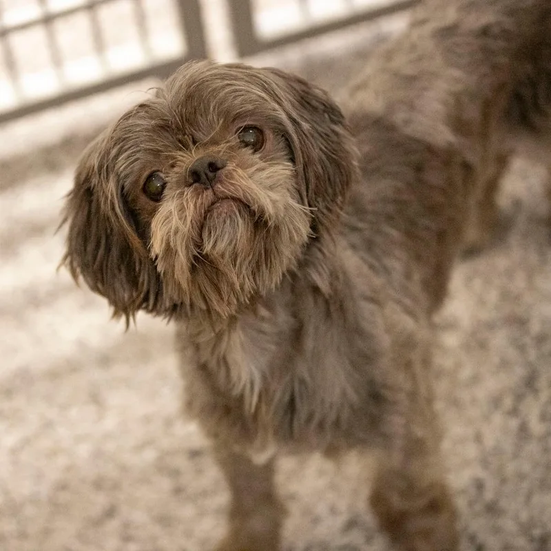 Tamarack thumbnail 6