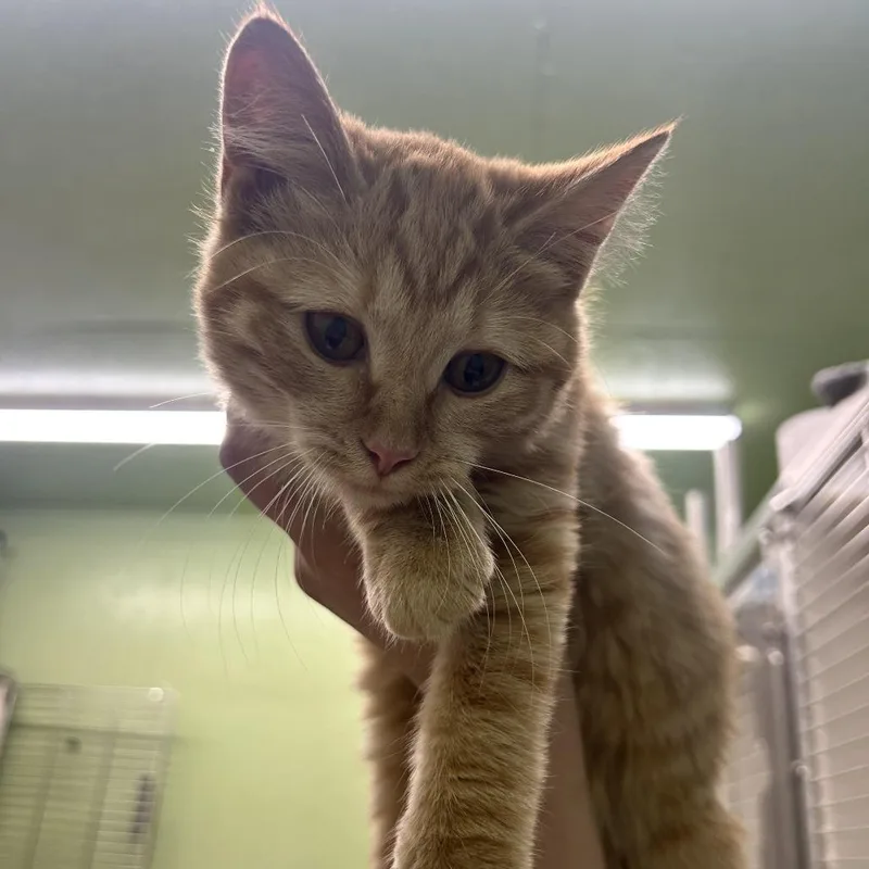 A baby small-sized female Orange / Red Domestic Short Hair cat named Brie for adoption in Durango, CO