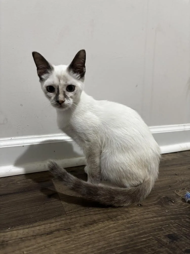 A baby small-sized female Gray & White Domestic Short Hair cat named Biscuits for adoption in Mooresville, NC