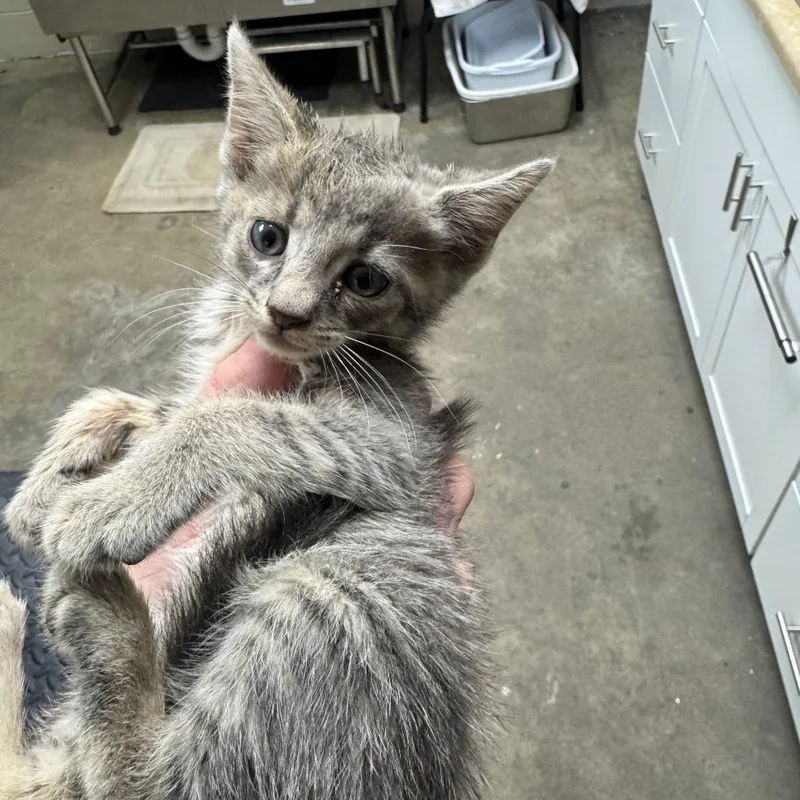 A baby small-sized male Gray / Blue / Silver Domestic Short Hair cat named Cedar for adoption in Madisonville, KY