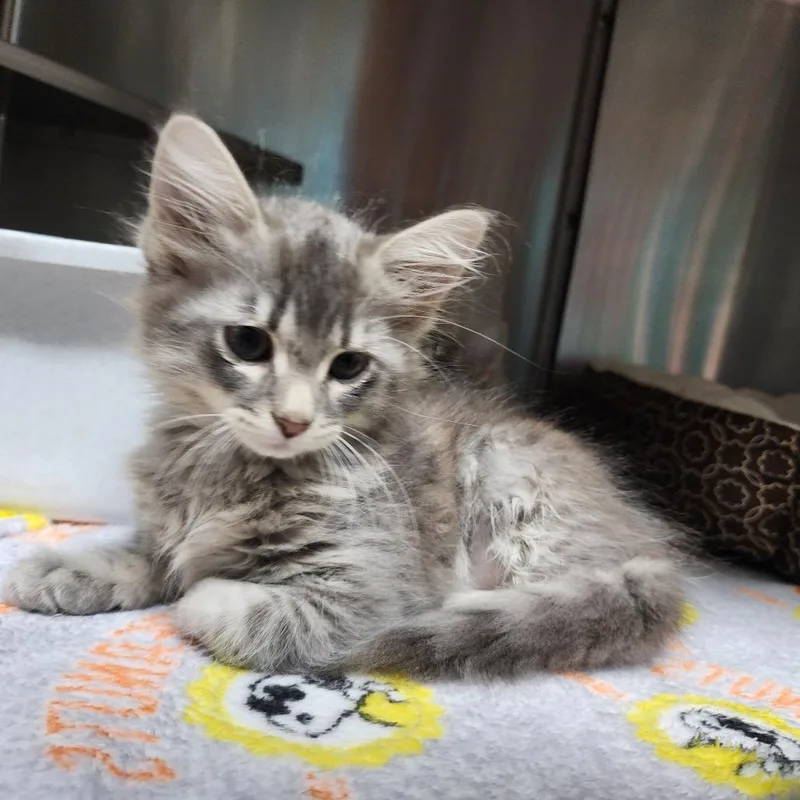 A baby small-sized male Brown / Chocolate Domestic Short Hair cat named Urkel for adoption in Dixon, IL
