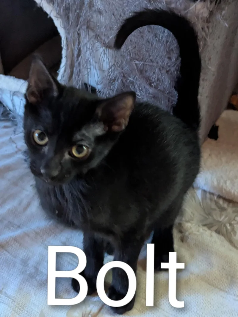 A baby medium-sized male Black Domestic Short Hair cat named Bolt for adoption in Sonora, CA