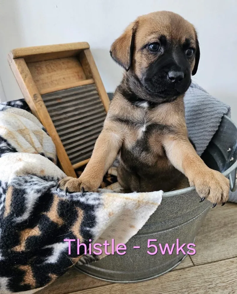 Thistle $ thumbnail 2