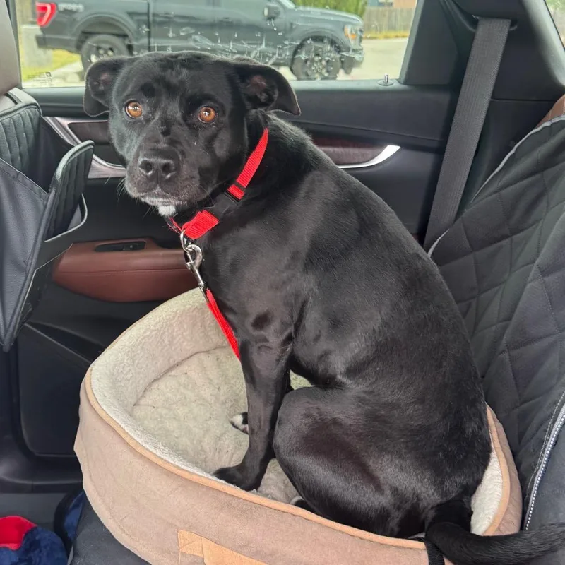 A senior medium-sized female Black Pit Bull Terrier dog named Fwt Shiro for adoption in Midland, TX
