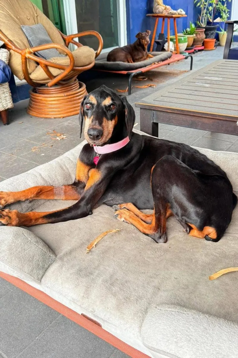 A senior medium-sized female Doberman Pinscher dog named Ciara for adoption in Oakland Park, FL