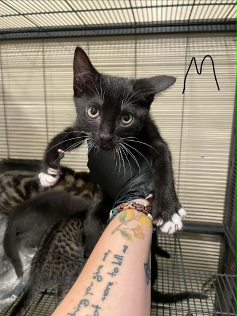A baby medium-sized male Domestic Short Hair cat named Julian for adoption in Bishopville, SC