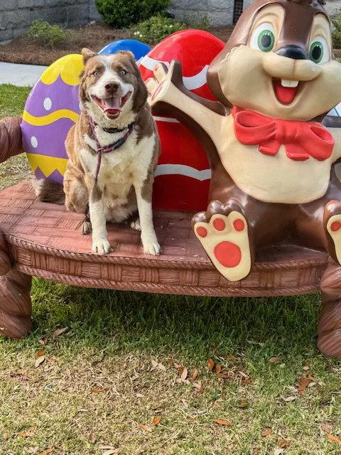 An adult large-sized female Australian Shepherd dog named Fifi for adoption in Cumming, GA