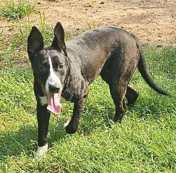 A young medium-sized female Black Australian Cattle Dog / Blue Heeler dog named Arley for adoption in Morrilton, AR