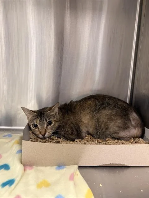 A young medium-sized female Domestic Short Hair cat named Banana Bread for adoption in Indianapolis, IN