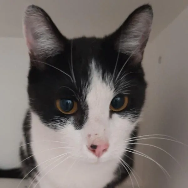 A young medium-sized male Domestic Short Hair cat named Meow Meow for adoption in Des Moines, IA