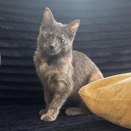 A young small-sized female Tortoiseshell Domestic Short Hair cat named Sara Crewe for adoption in Los Angeles, CA