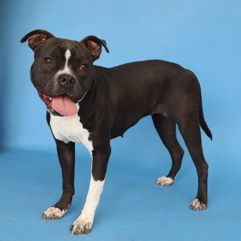 A young medium-sized female Boxer dog named Lilly for adoption in Pasadena, CA