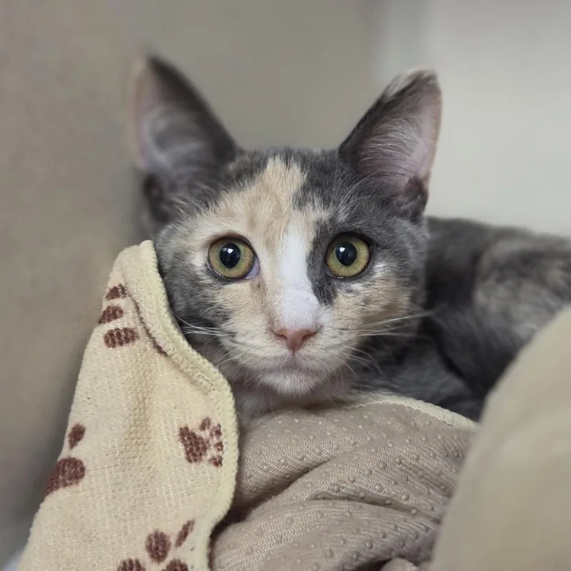 A baby small-sized female Gray / Blue / Silver Domestic Short Hair cat named Bubbles for adoption in Wantagh, NY