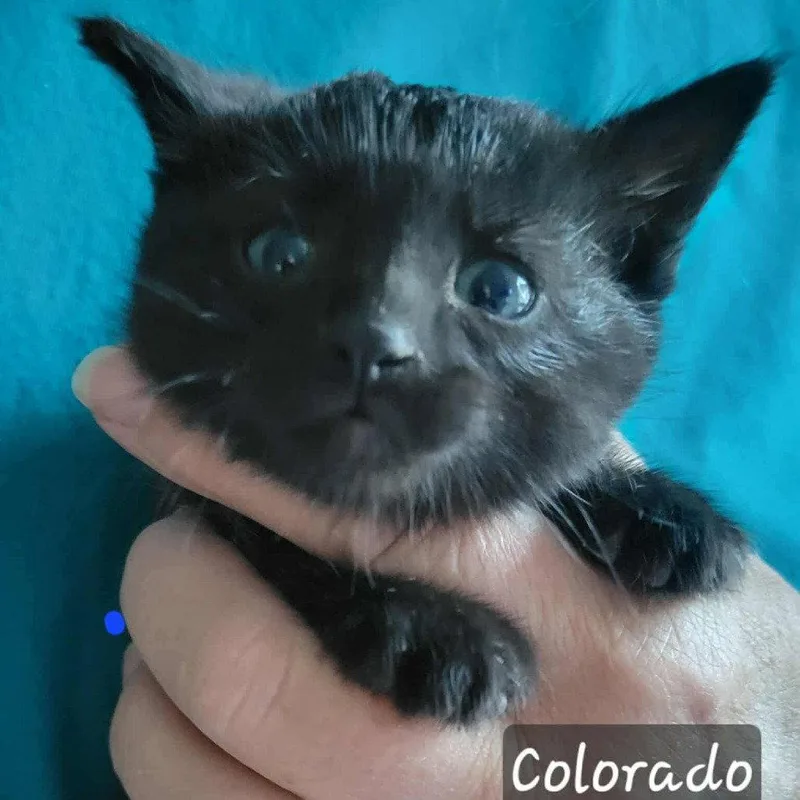 A young medium-sized male Domestic Short Hair cat named Colorado for adoption in Evergreen, CO