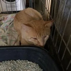 An adult large-sized male Domestic Short Hair cat named Tristan for adoption in Greensboro, NC