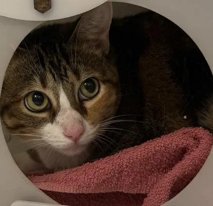 A baby small-sized female Domestic Short Hair cat named Star for adoption in Honolulu, HI