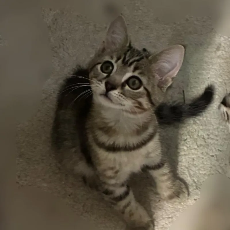 A baby small-sized female Gray / Blue / Silver Domestic Short Hair cat named Finley for adoption in Abingdon, MD