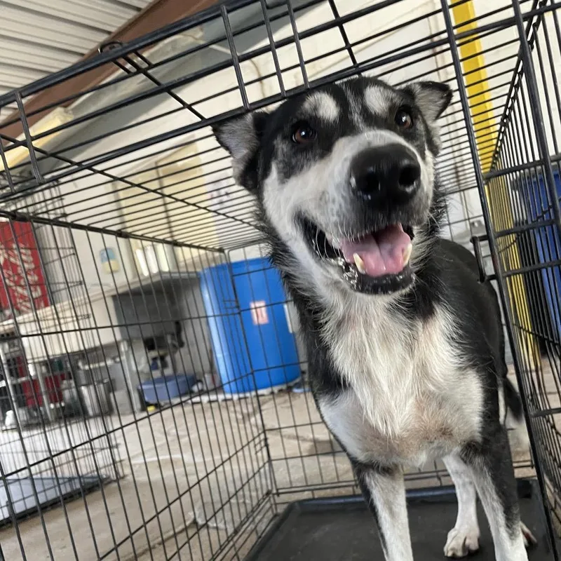 Ginger Ale thumbnail 2