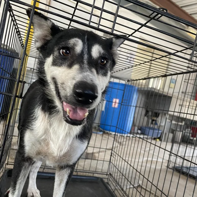 Ginger Ale thumbnail 3