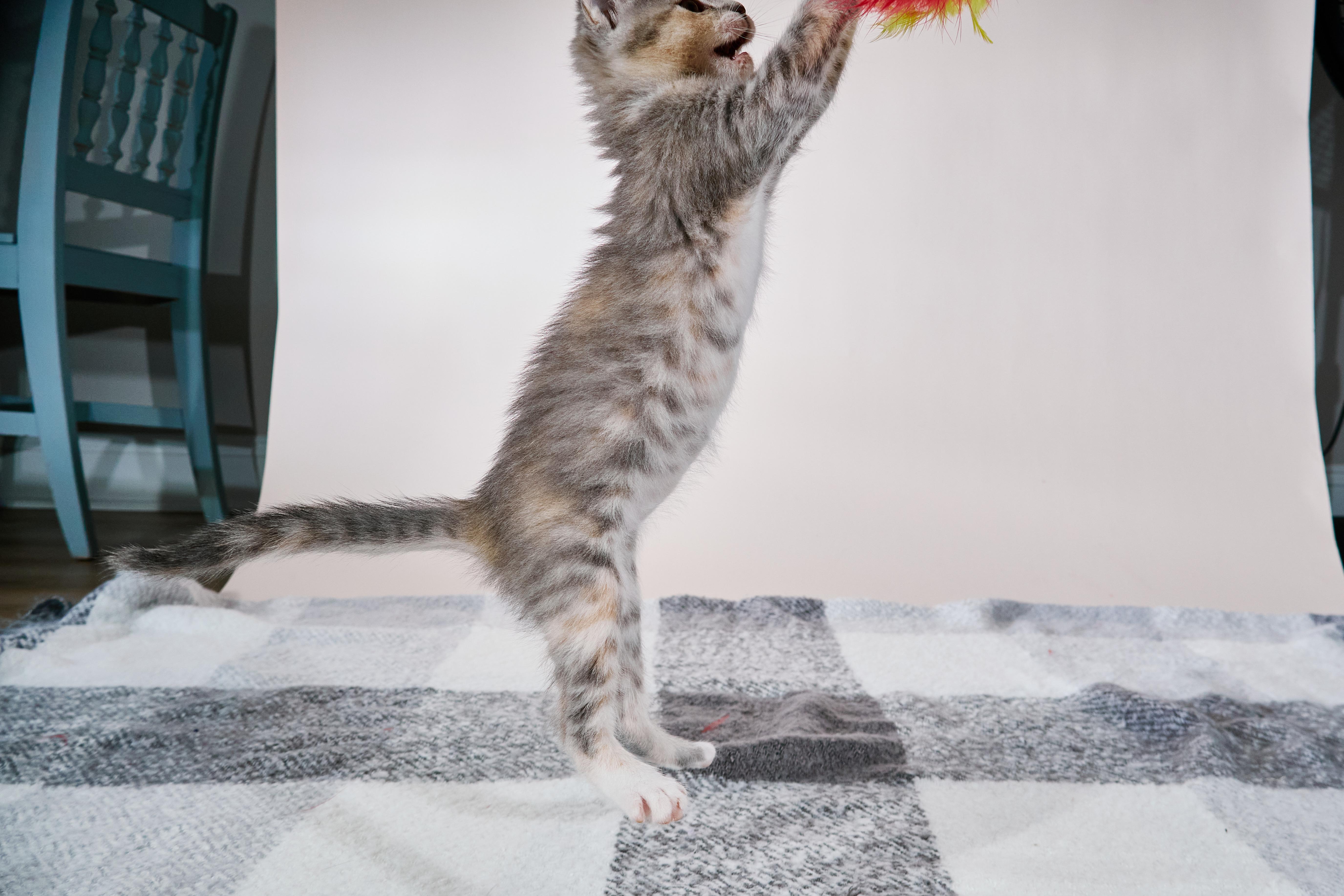 A baby medium-sized female Tabby (Gray / Blue / Silver) Domestic Short Hair cat named Basmati for adoption in Waxhaw, NC
