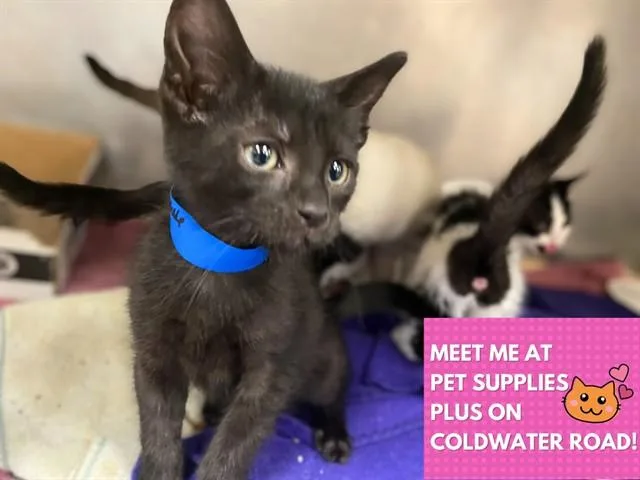 A baby small-sized male Domestic Short Hair cat named Chocolate Chip for adoption in Fort Wayne, IN