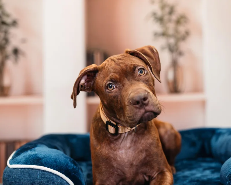 A baby large-sized male Pit Bull Terrier dog named Woody for adoption in Avon, CT