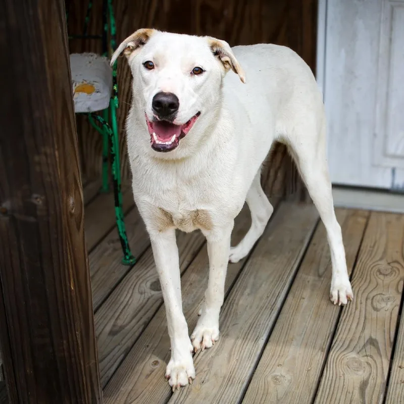 An adult medium-sized male White / Cream Mixed Breed dog named Snowy for adoption in Marshall, VA