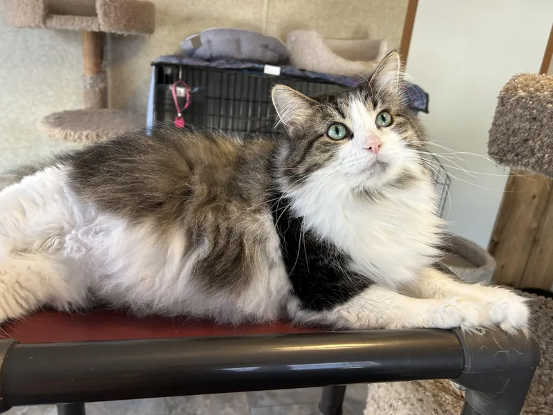 An adult medium-sized female Domestic Long Hair cat named Irish Lassie for adoption in La Salle, IL