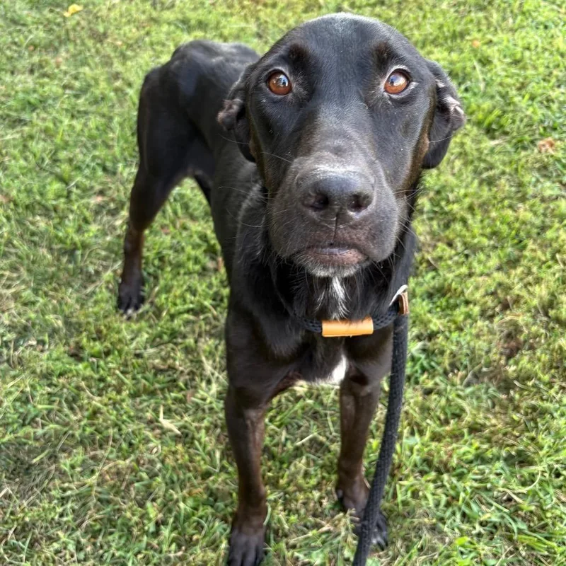 An adult medium-sized female Black Mixed Breed dog named Moonshine for adoption in St Joseph, MO