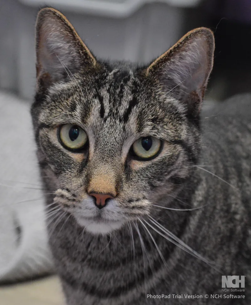 An adult extra large-sized male Tabby (Brown / Chocolate) Domestic Short Hair cat named Moni for adoption in House Springs, MO