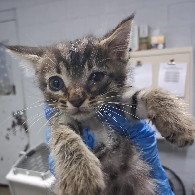 A baby small-sized male Brown / Chocolate Domestic Short Hair cat named Danish for adoption in Summerville, SC