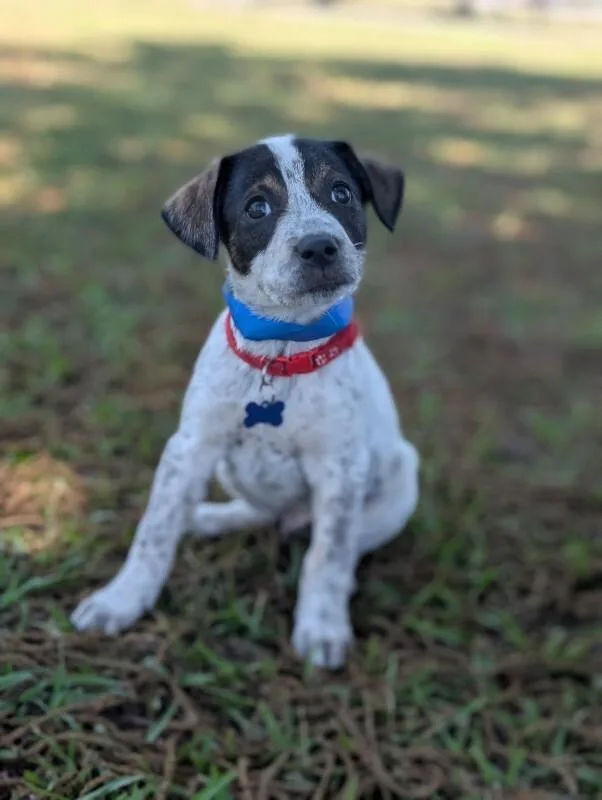 A baby small-sized male Tricolor (Brown, Black, & White) Feist dog named Lucas for adoption in Aiken, SC