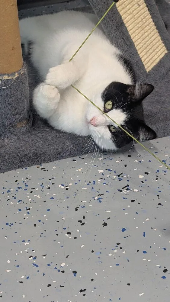 An adult medium-sized male Domestic Short Hair cat named Curtis for adoption in Sparta, WI
