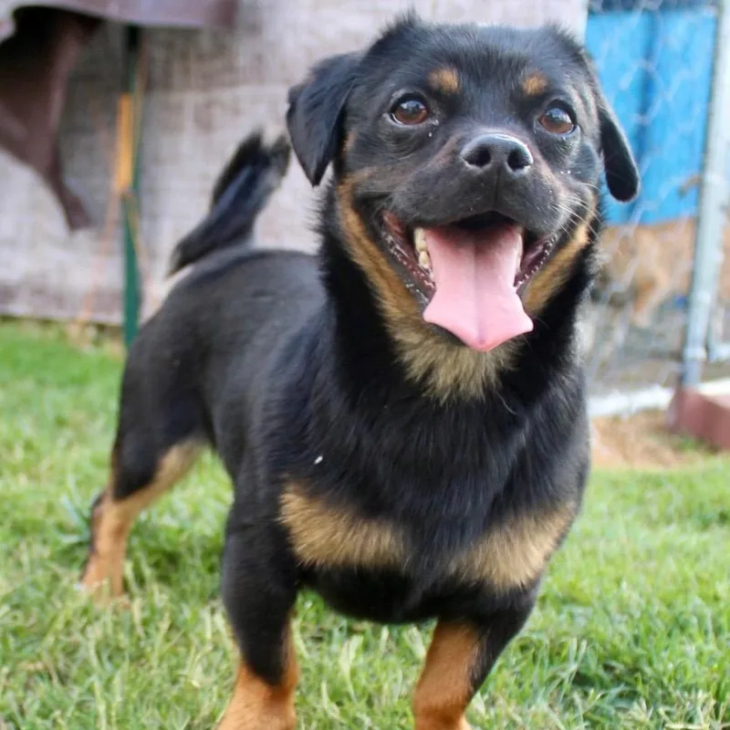 Mr. Tiny Thor thumbnail 2