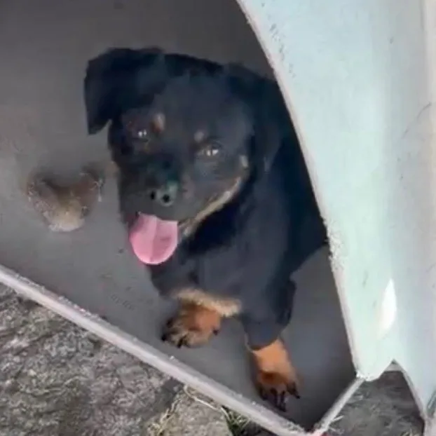 Mr. Tiny Thor thumbnail 4