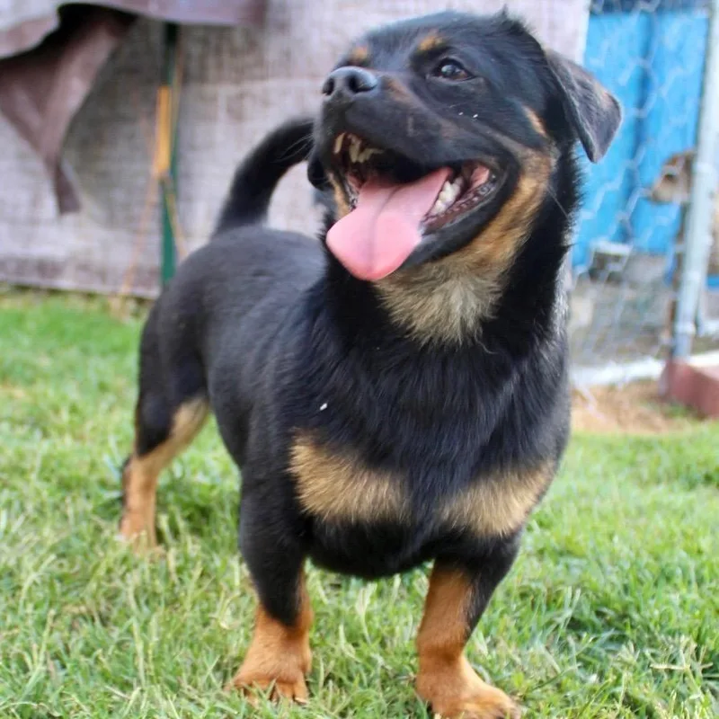 Mr. Tiny Thor thumbnail 5