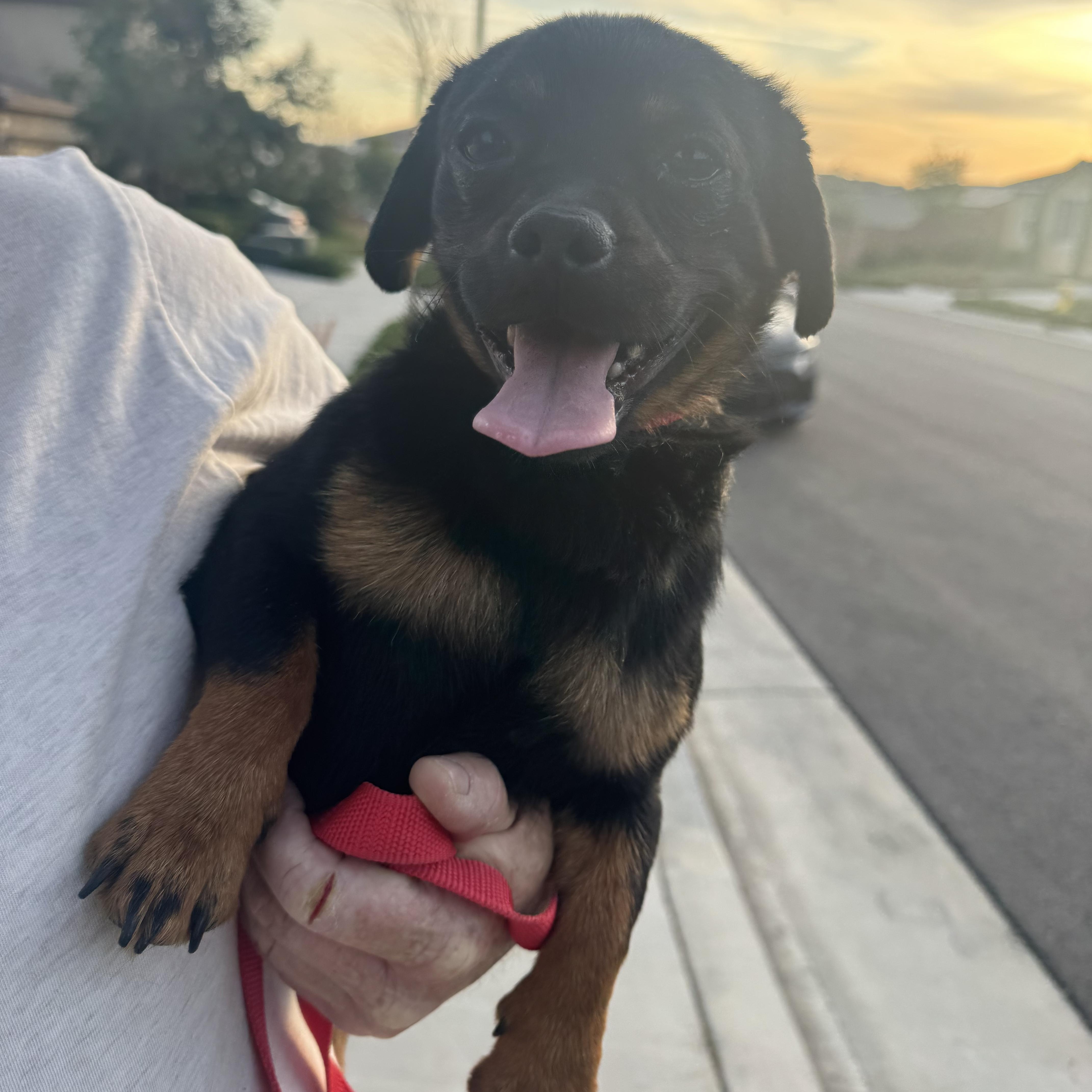 Mr. Tiny Thor thumbnail 6