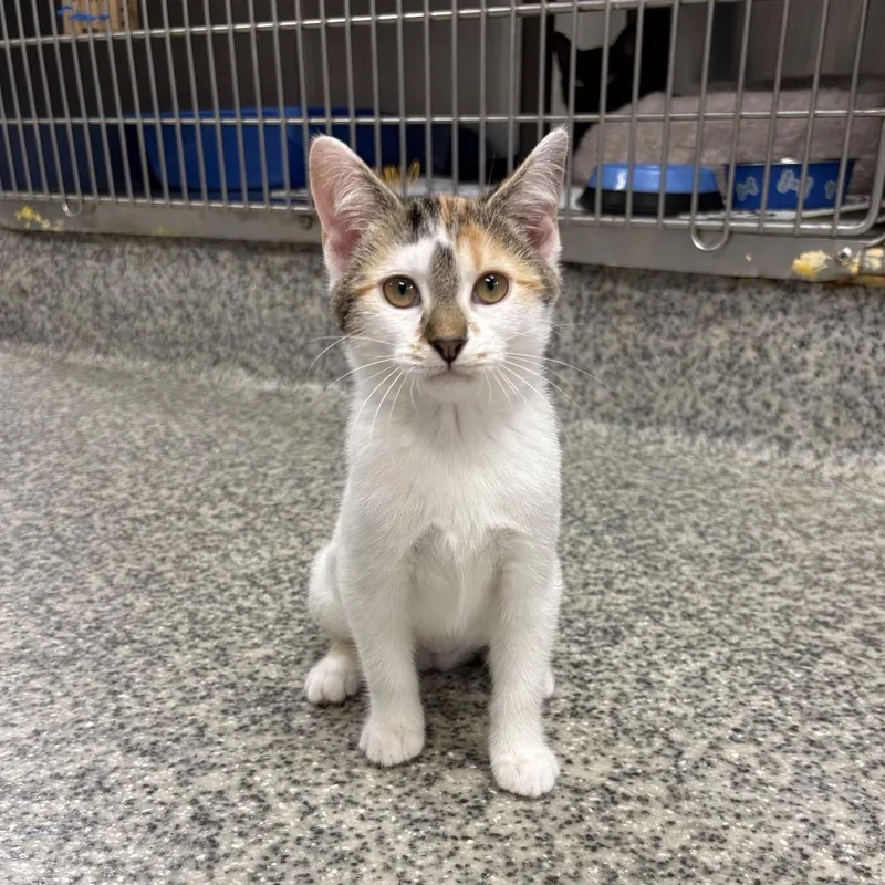 A baby small-sized female Calico Domestic Short Hair cat named Sprite for adoption in Falls Church, VA