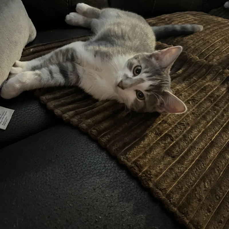 A young medium-sized male Tabby (Gray / Blue / Silver) Domestic Short Hair cat named Puffin for adoption in Belchertown, MA