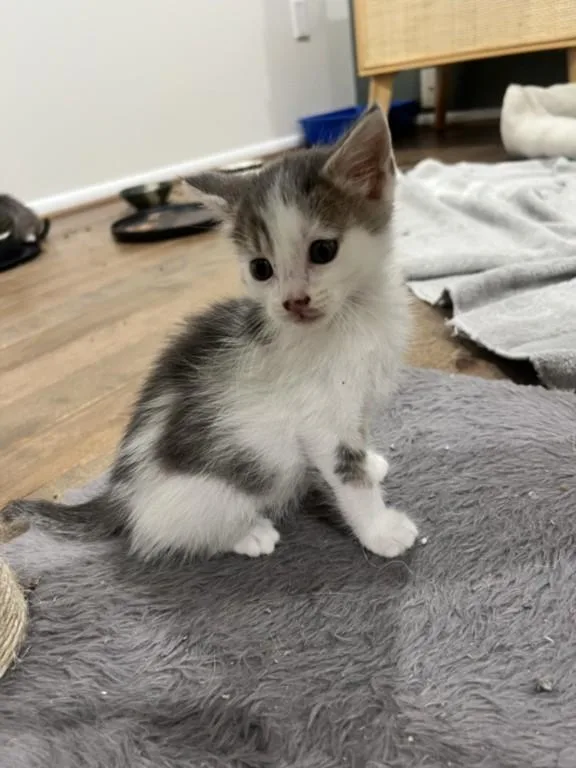 A baby small-sized male Domestic Short Hair cat named Vaporeon for adoption in Derwood, MD