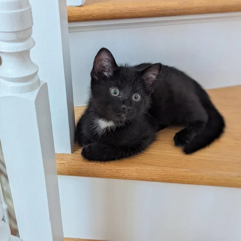 A baby small-sized male Black Domestic Short Hair cat named Bart for adoption in Skokie, IL