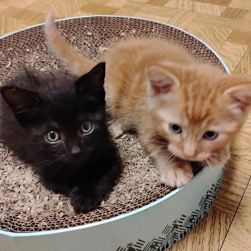 A baby small-sized male Domestic Short Hair cat named Prince Eric for adoption in Commerce City, CO