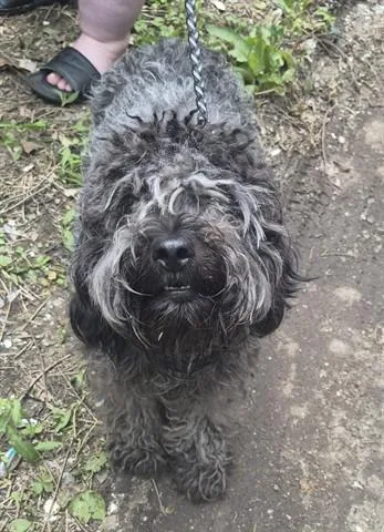 A young medium-sized female Puli dog named Rooibos for adoption in Dayton, OH