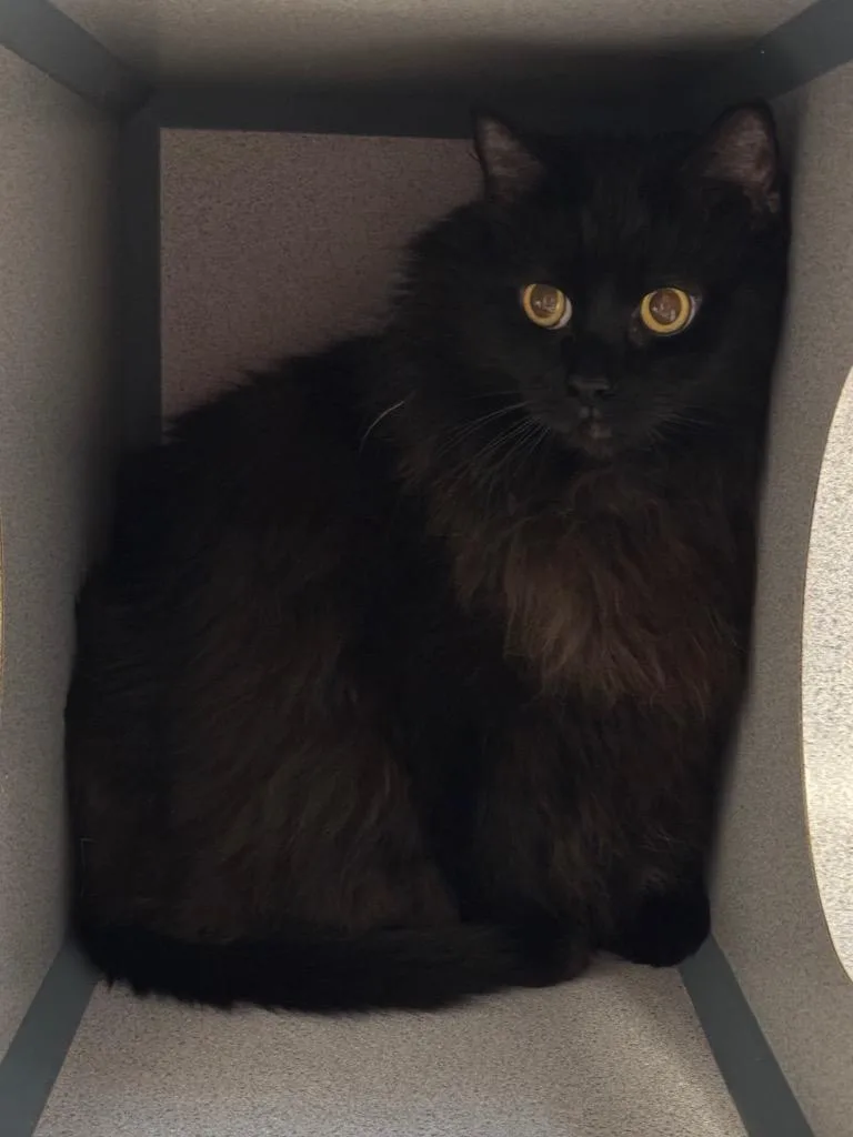 Morticia
