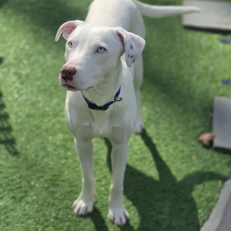 A young medium-sized male White / Cream Mixed Breed dog named Damon Blu Eyes for adoption in Blairstown, NJ