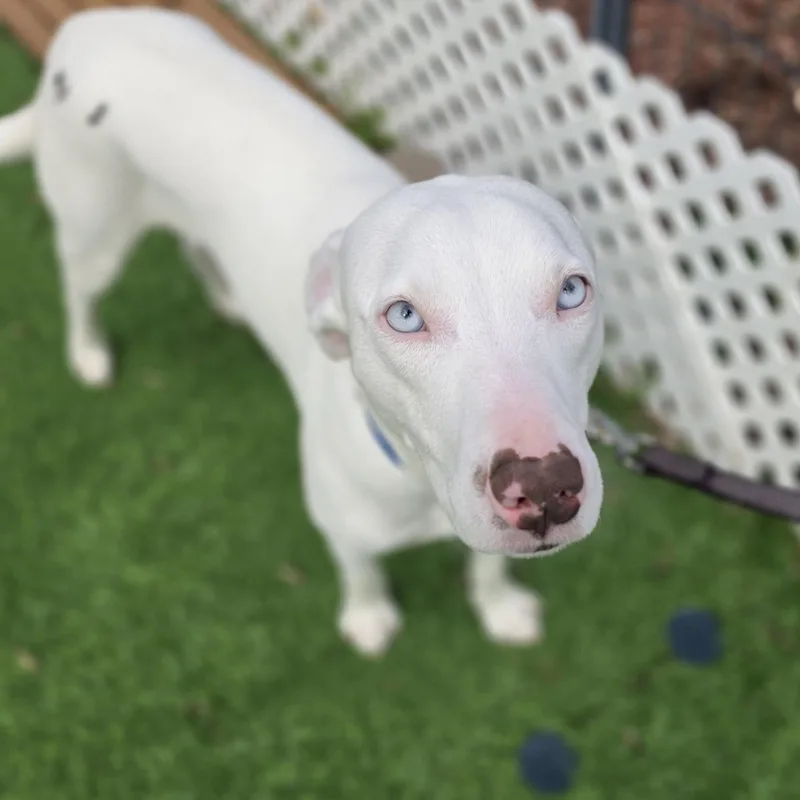 Damon Blu Eyes thumbnail 2